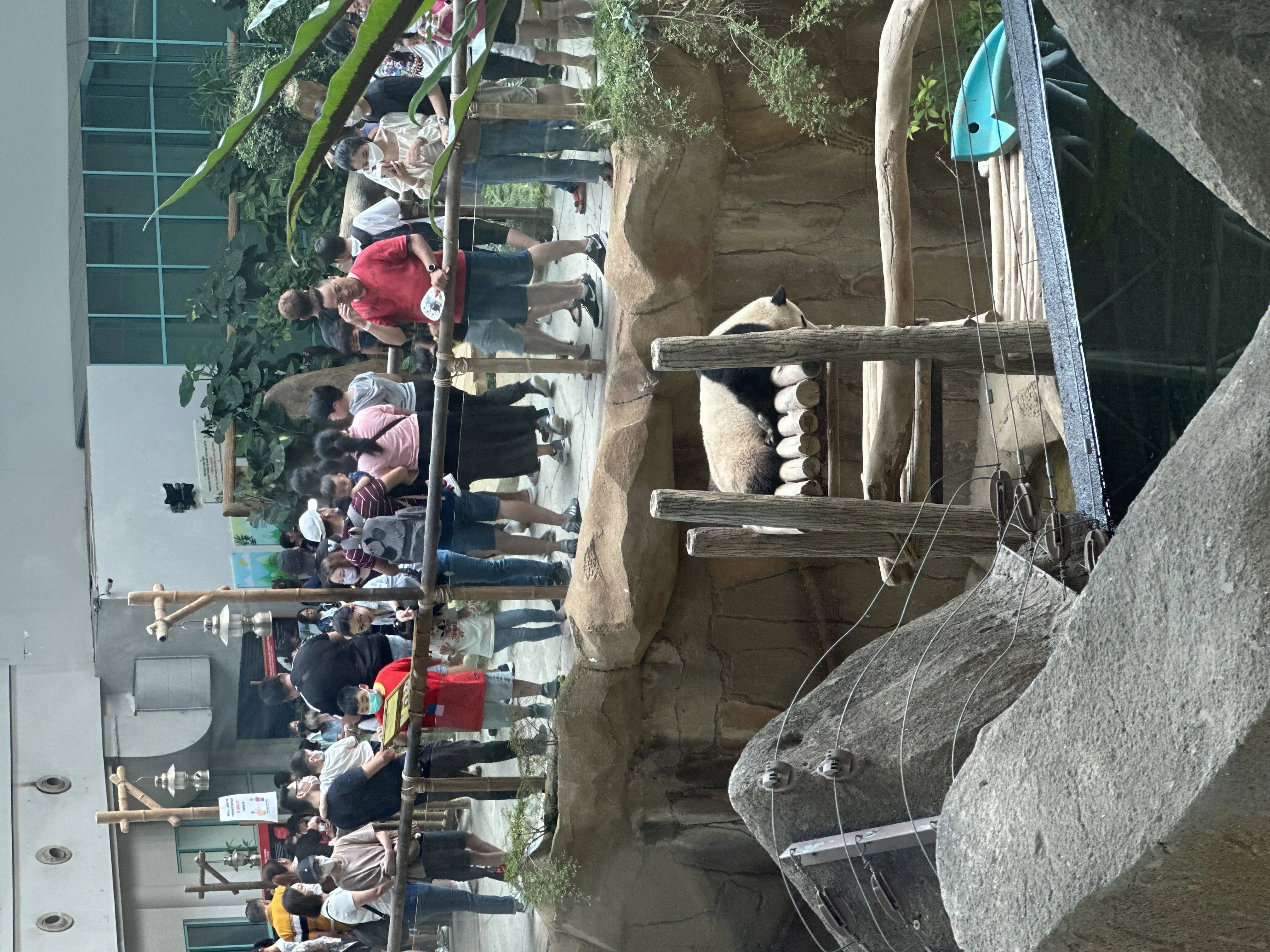 Giant Panda in Zoo Negara Malaysia 4