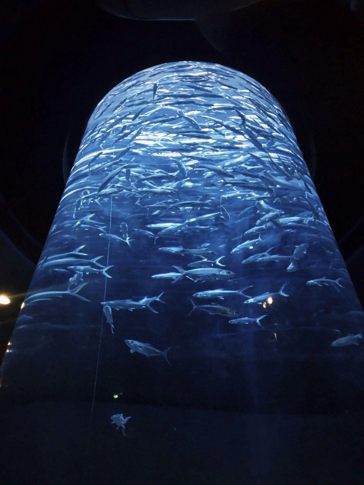 Grand aquarium in Hong Kong
