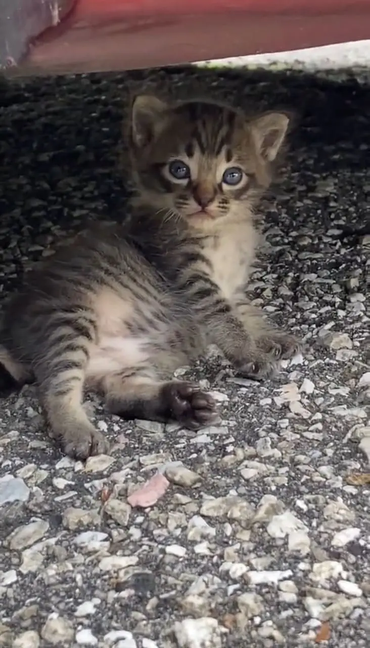 grey kitten sitting under a car
