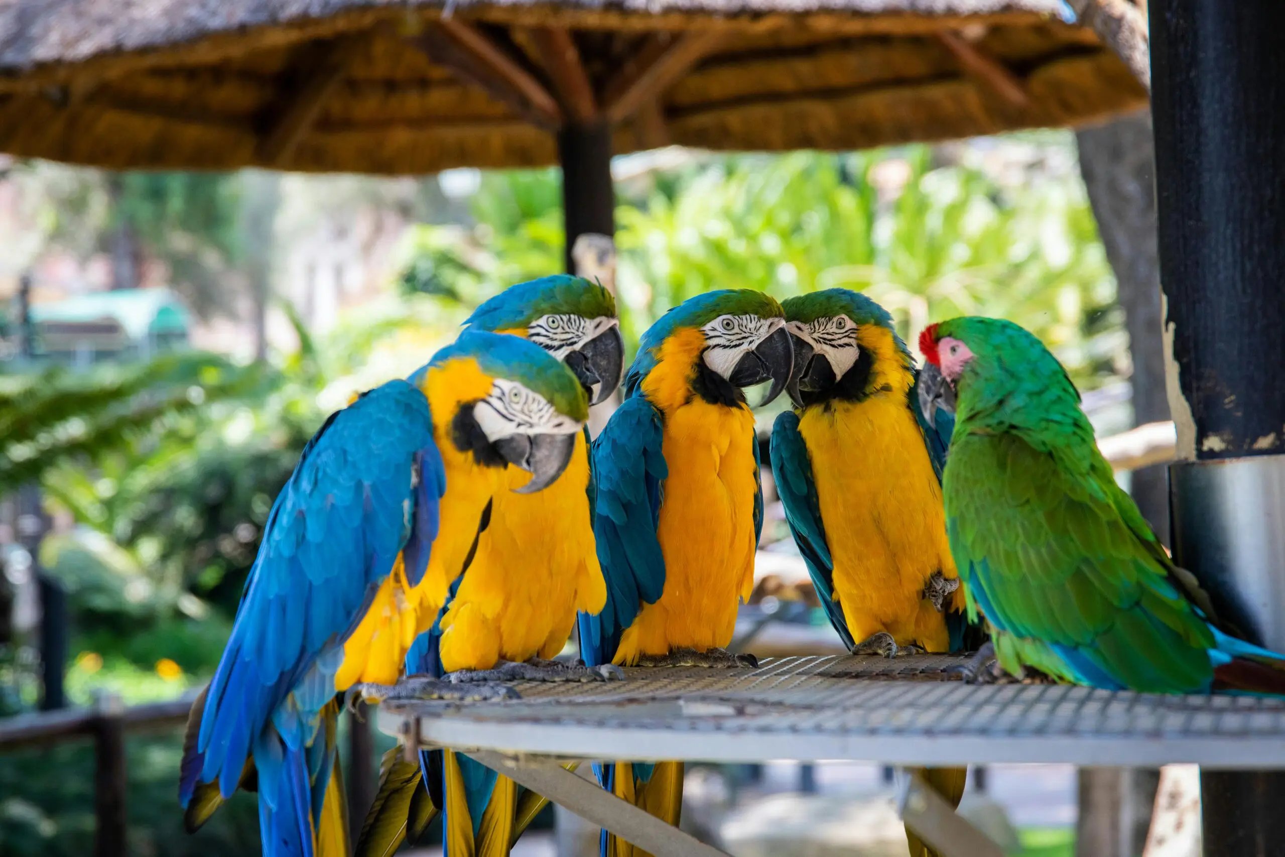 group of parrots