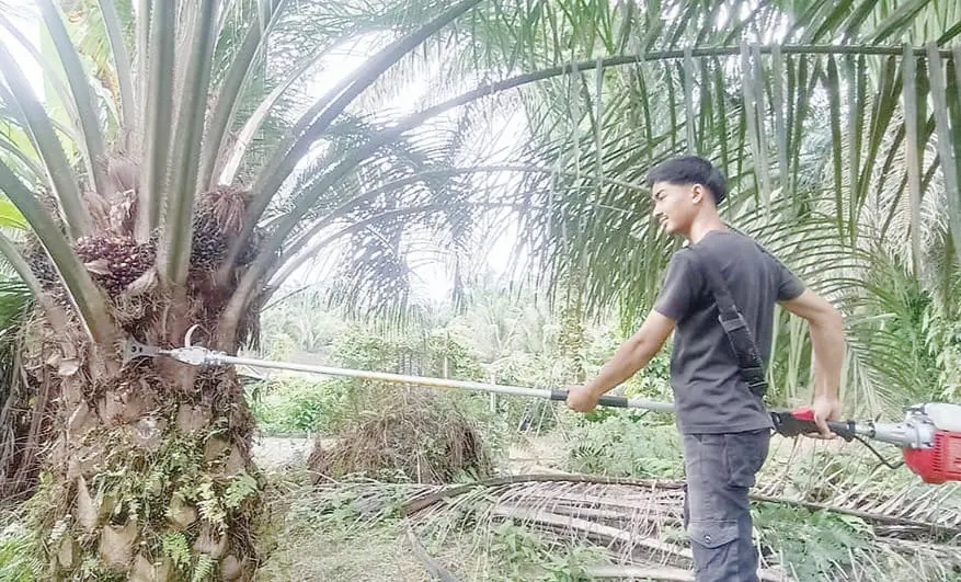 Hazim doing work at oil palm plantation