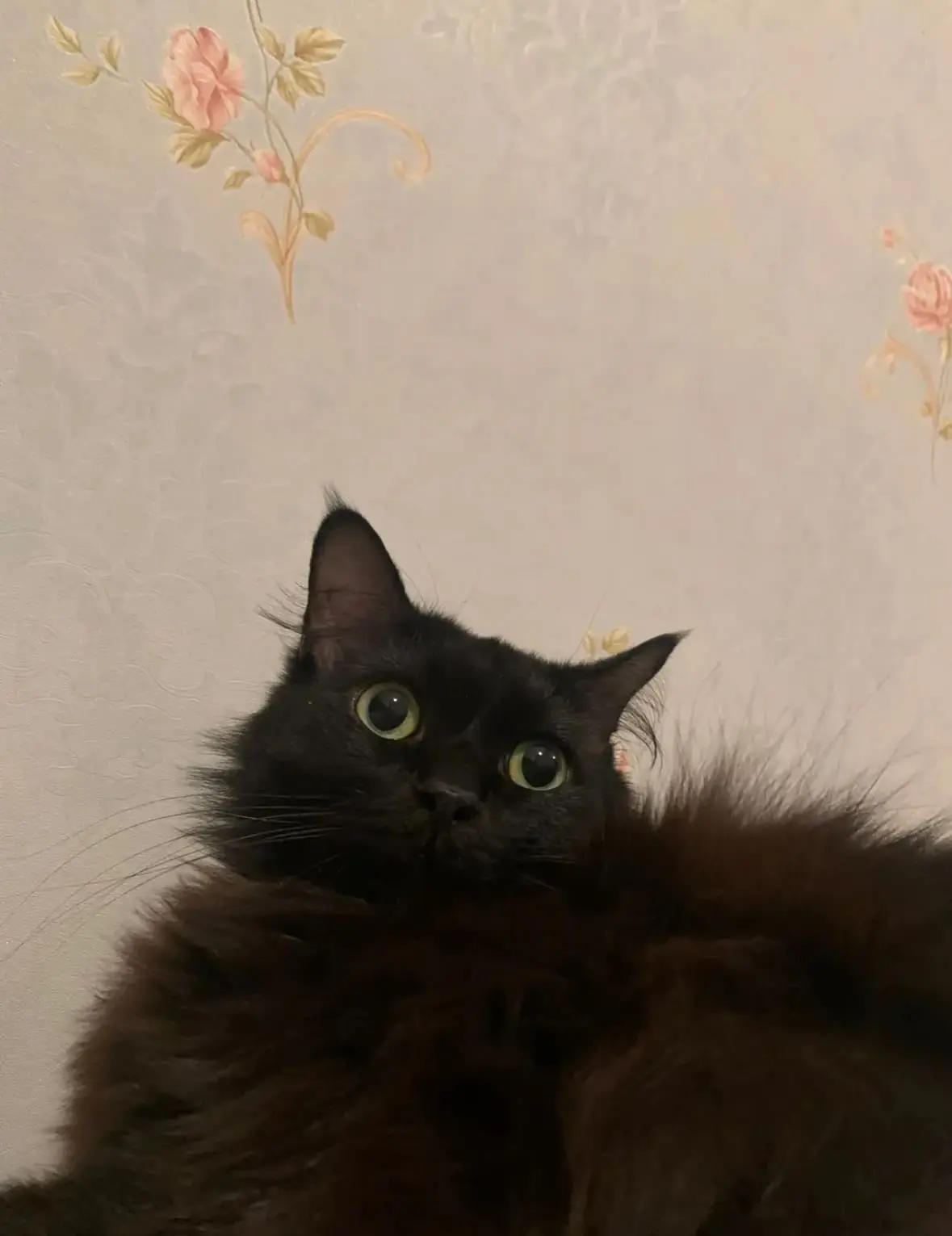 'He Can Go To Europe!' – Woman Amused By Her M’sian Cat Having A Stronger Passport Than Her