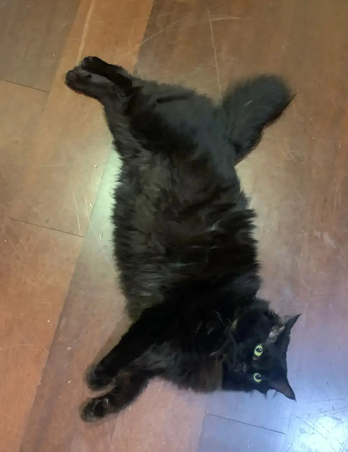 'He Can Go To Europe!' – Woman Amused By Her M’sian Cat Having A Stronger Passport Than Her