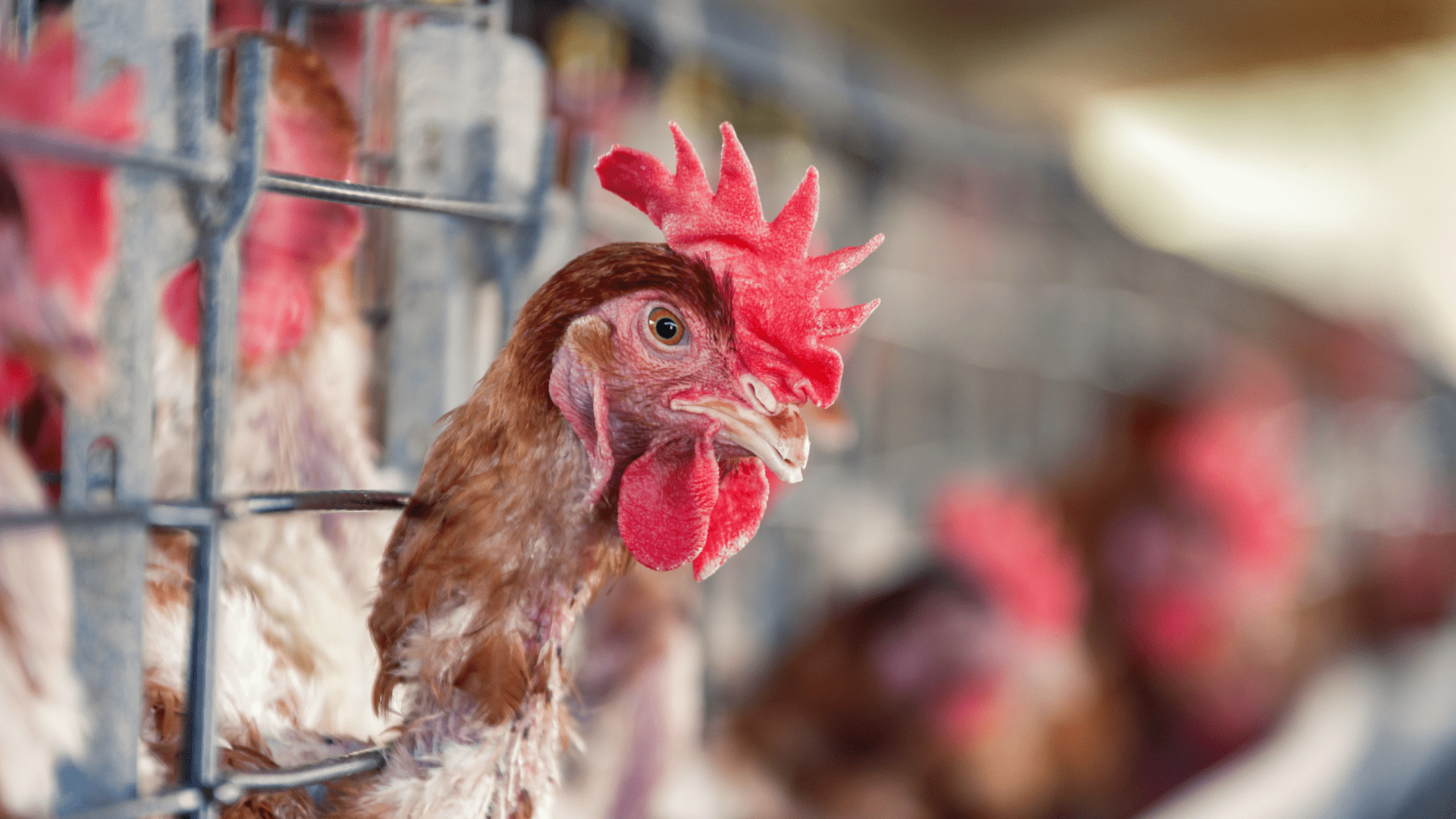 Hen losing feathers after being confined in battery cages