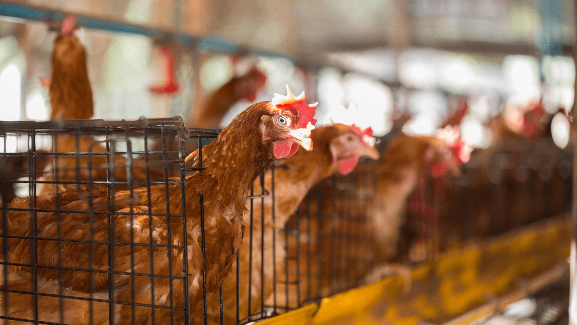 Hens confined in battery cages
