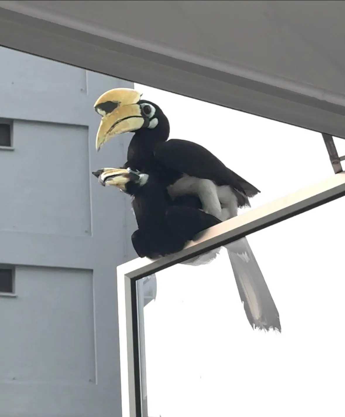 Hornbills mating in Singapore