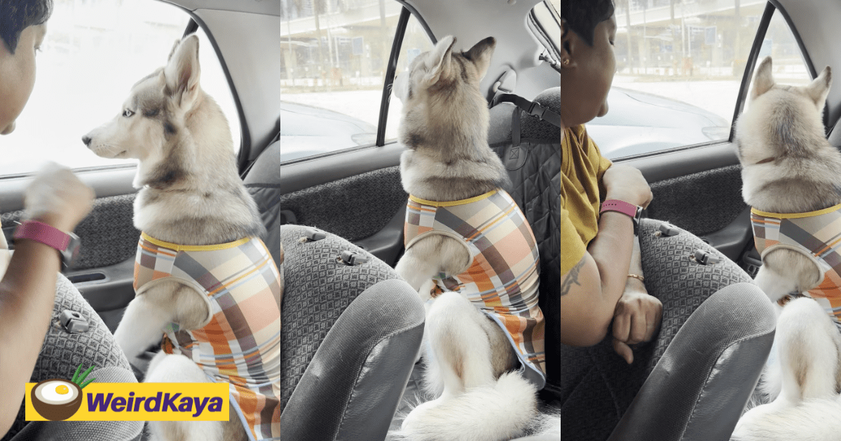 Husky Sulks After Being Told To Stay Inside Car, Gets Lectured By Its Owner
