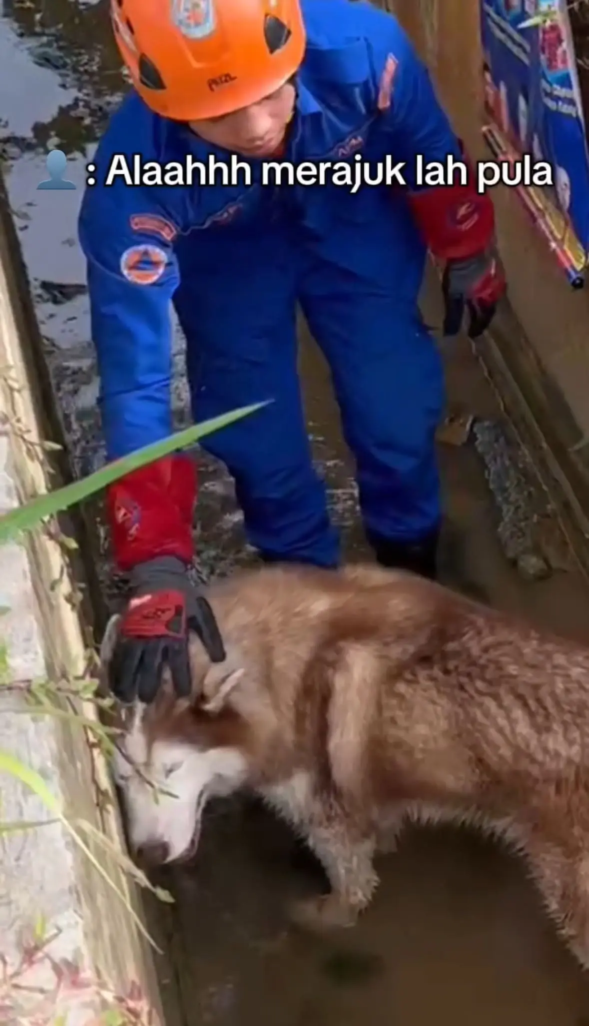 Husky Sulks & Refuses To Be Rescued After Falling Inside Drain In Kota Kinabalu