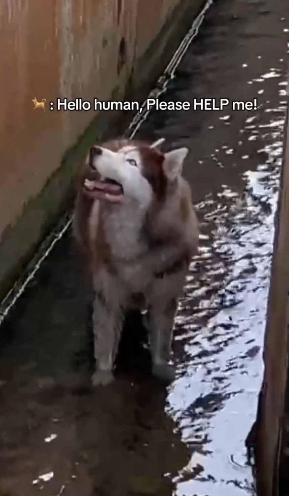 Husky Sulks & Refuses To Be Rescued After Falling Inside Drain In Kota Kinabalu