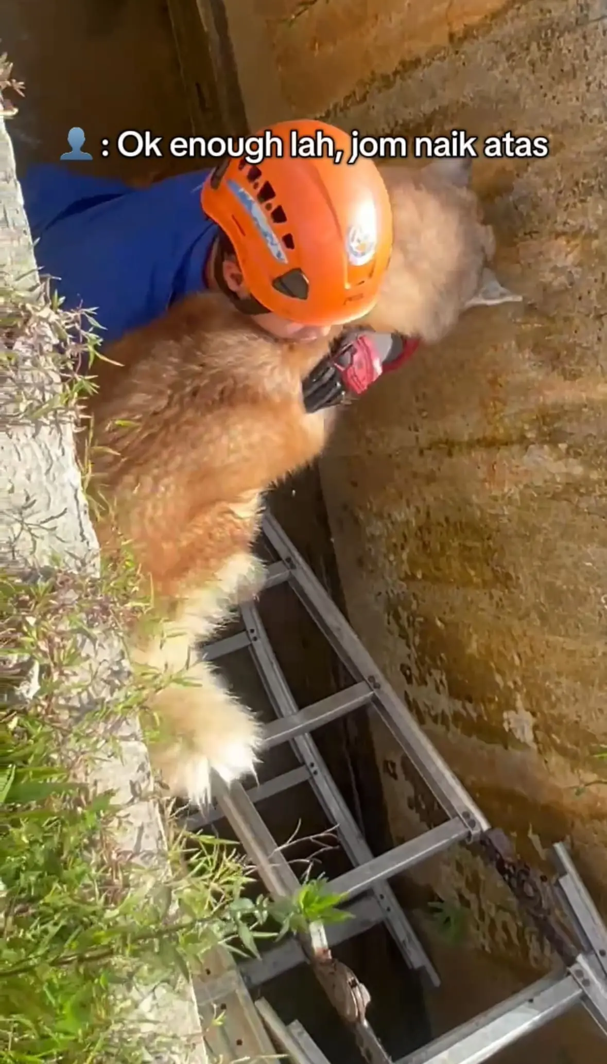 Husky Sulks & Refuses To Be Rescued After Falling Inside Drain In Kota Kinabalu