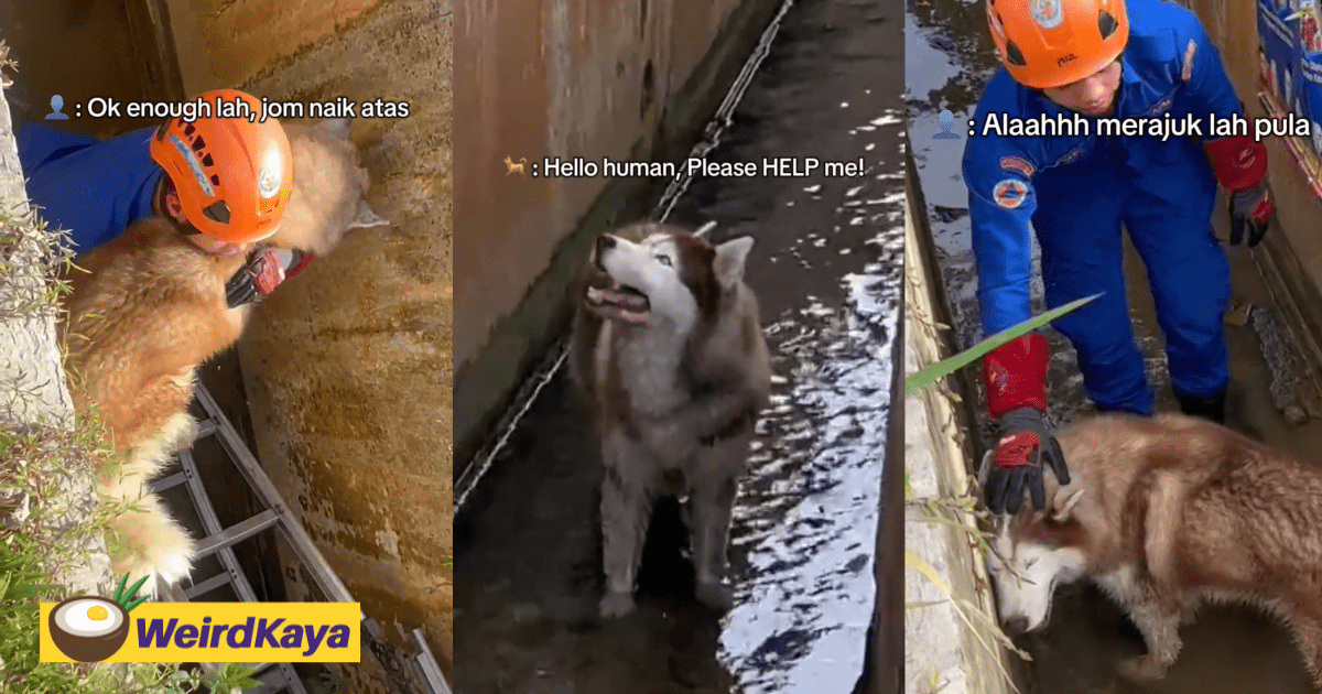 Husky Sulks & Refuses To Be Rescued After Falling Inside Drain In Kota Kinabalu