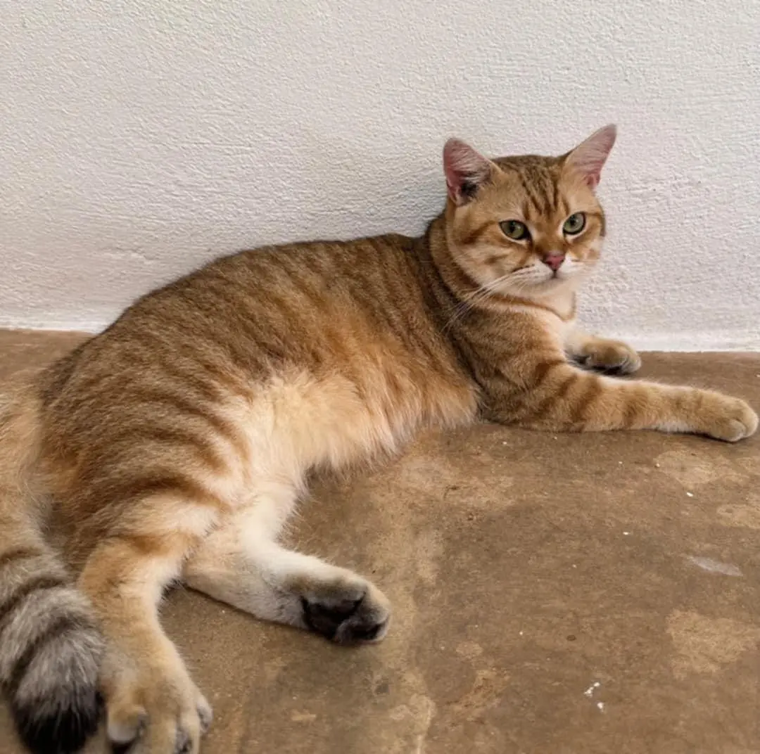 Ikhwan's British Shorthaired cat