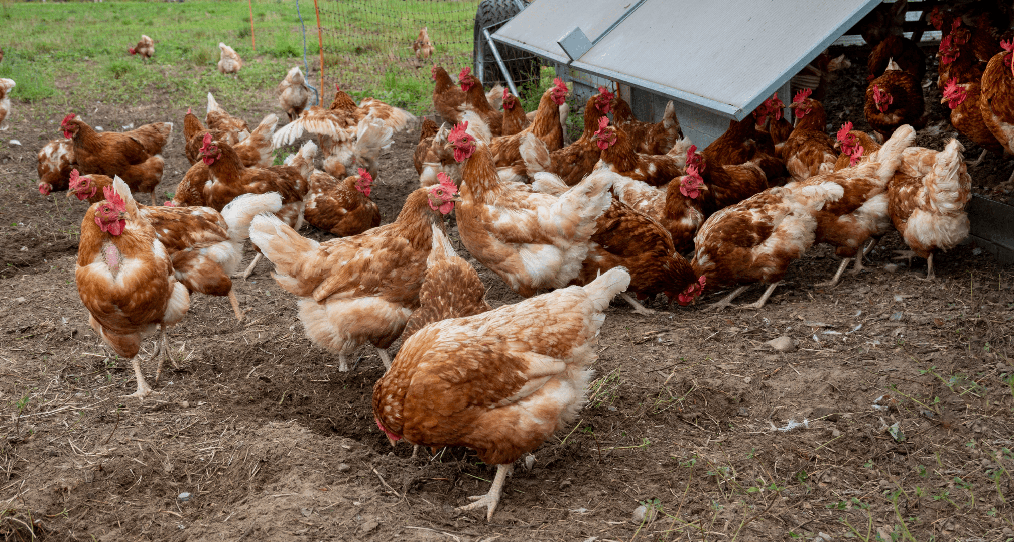 Free-range hens in a cage-free farm.