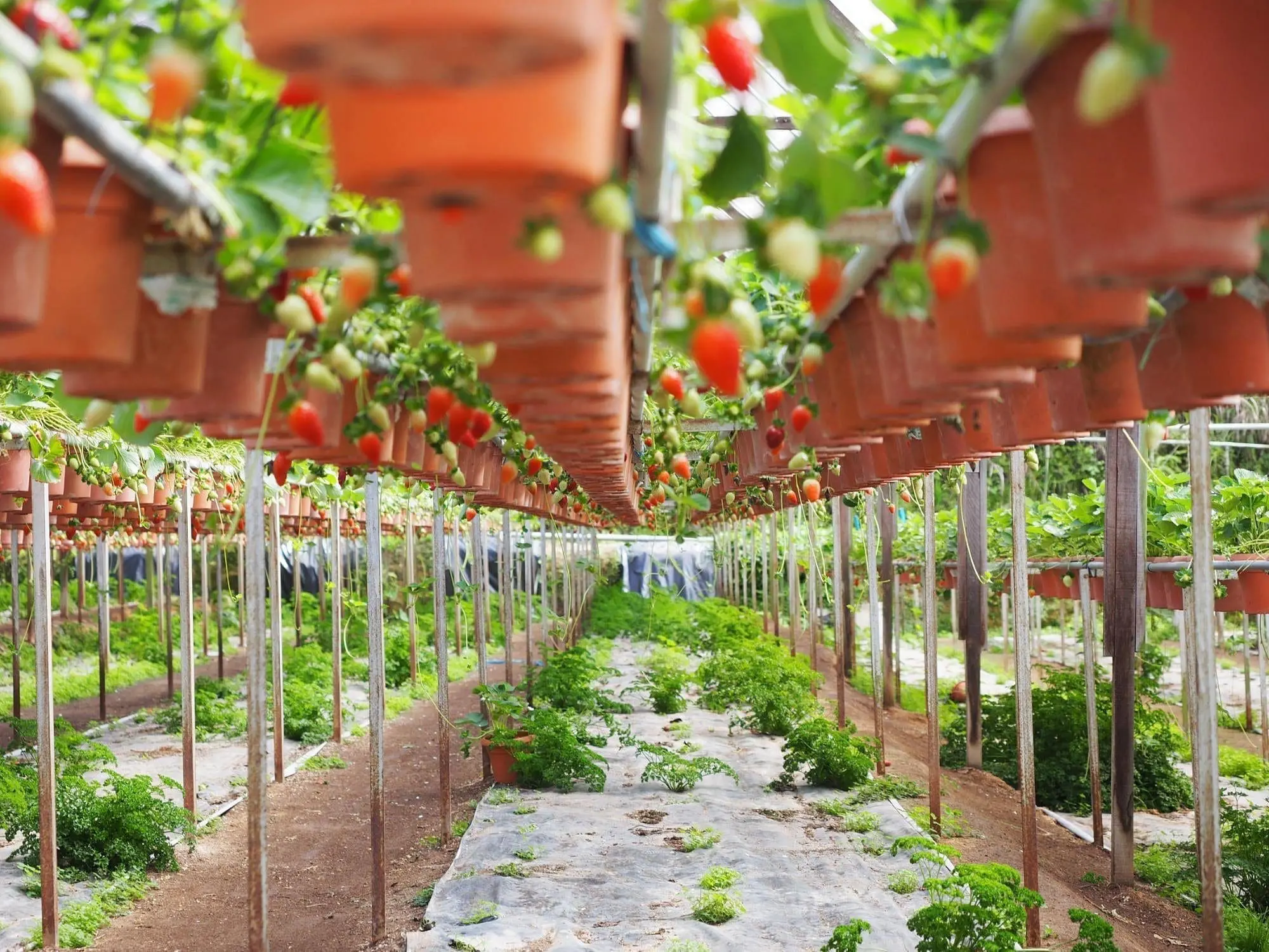 Budget Getaway Trip For A Scenery Change In Nature For 3d2n