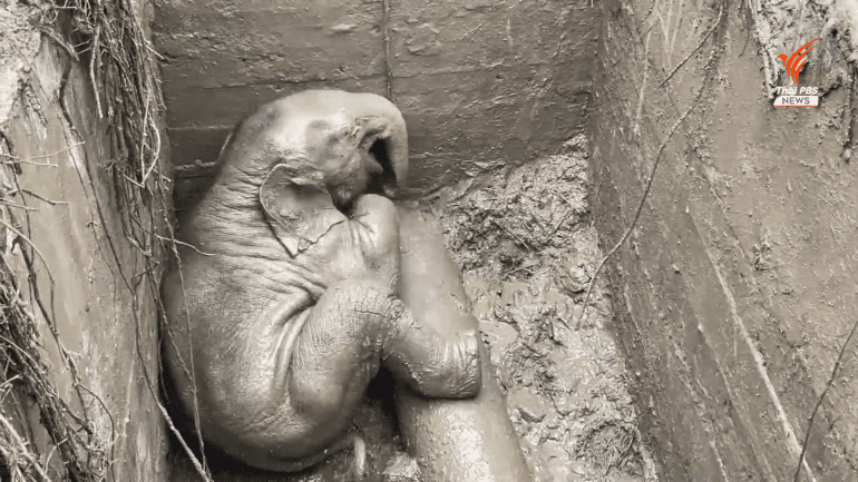 [VIDEO] Elephant Mother And Calf Rescued From Manhole Dramatically In Thailand