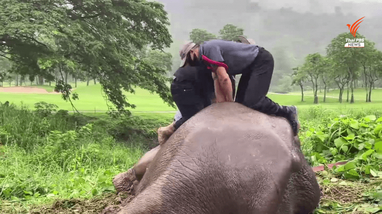 [VIDEO] Elephant Mother And Calf Rescued From Manhole Dramatically In Thailand