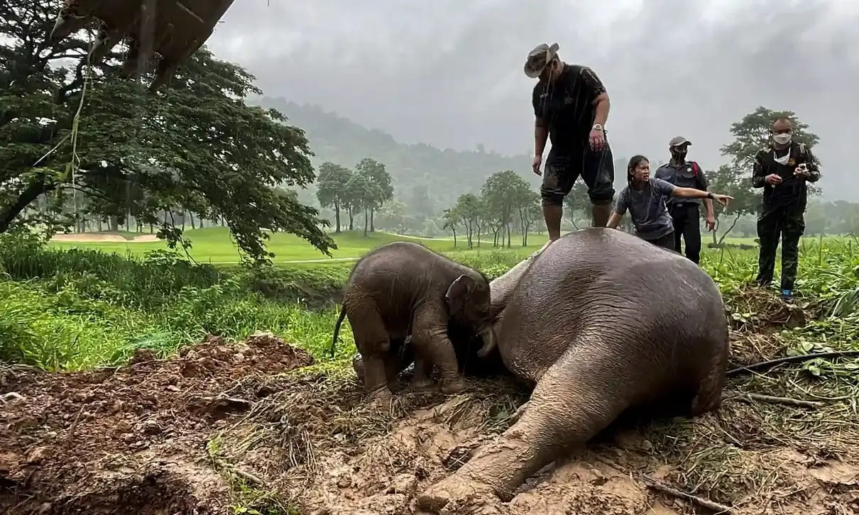 [VIDEO] Elephant Mother And Calf Rescued From Manhole Dramatically In Thailand