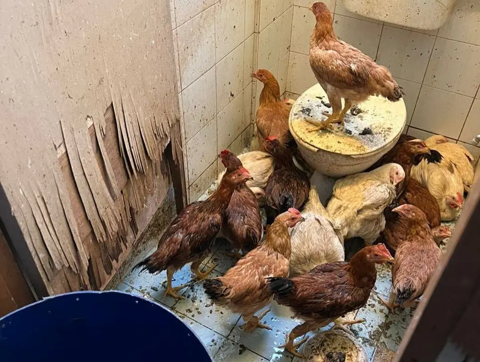 live chickens inside shah alam toilet