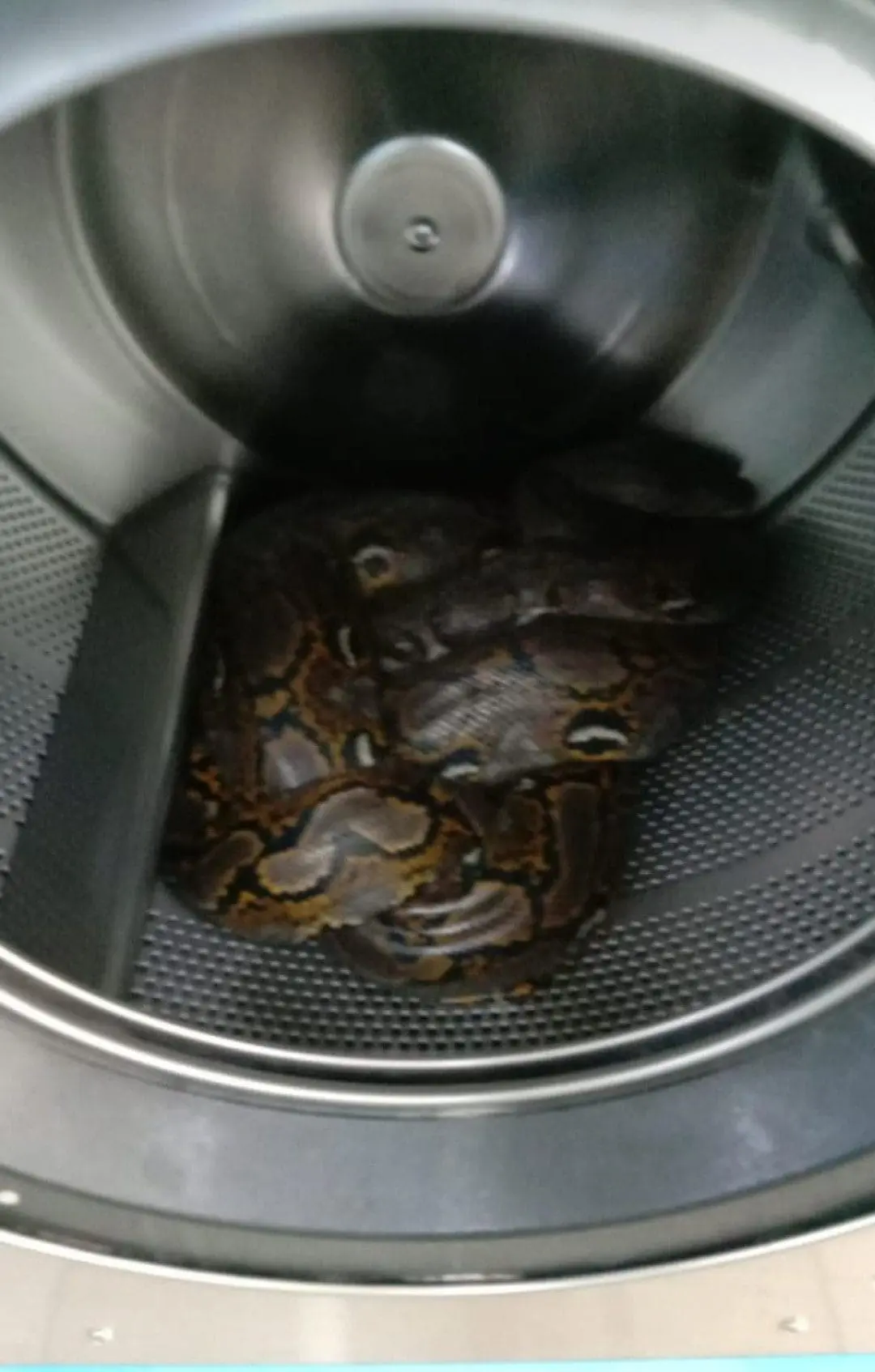 20kg Python Found Inside Washing Machine At A Laundromat In Johor