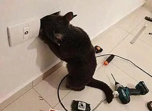 Cat Gets Shocking New Hairstyle After Being Electrocuted By Exposed Wires