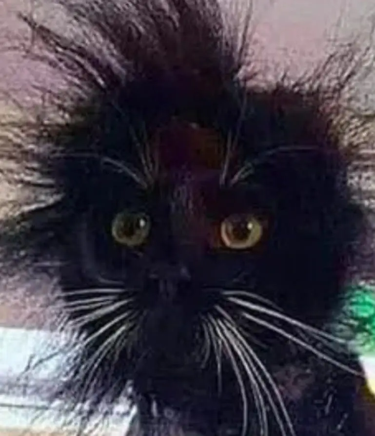Cat Gets Shocking New Hairstyle After Being Electrocuted By Exposed Wires