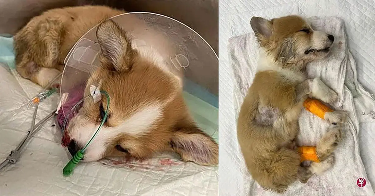 S'porean Woman Pays Rm21K For Two Corgi Pups, Both Die A Week Later