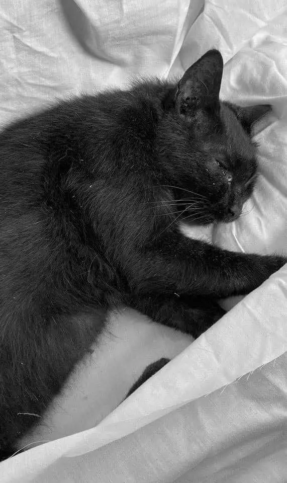 S'porean Boy Flings Cat Off 22nd Floor, Enraged Netizens Demand Justice