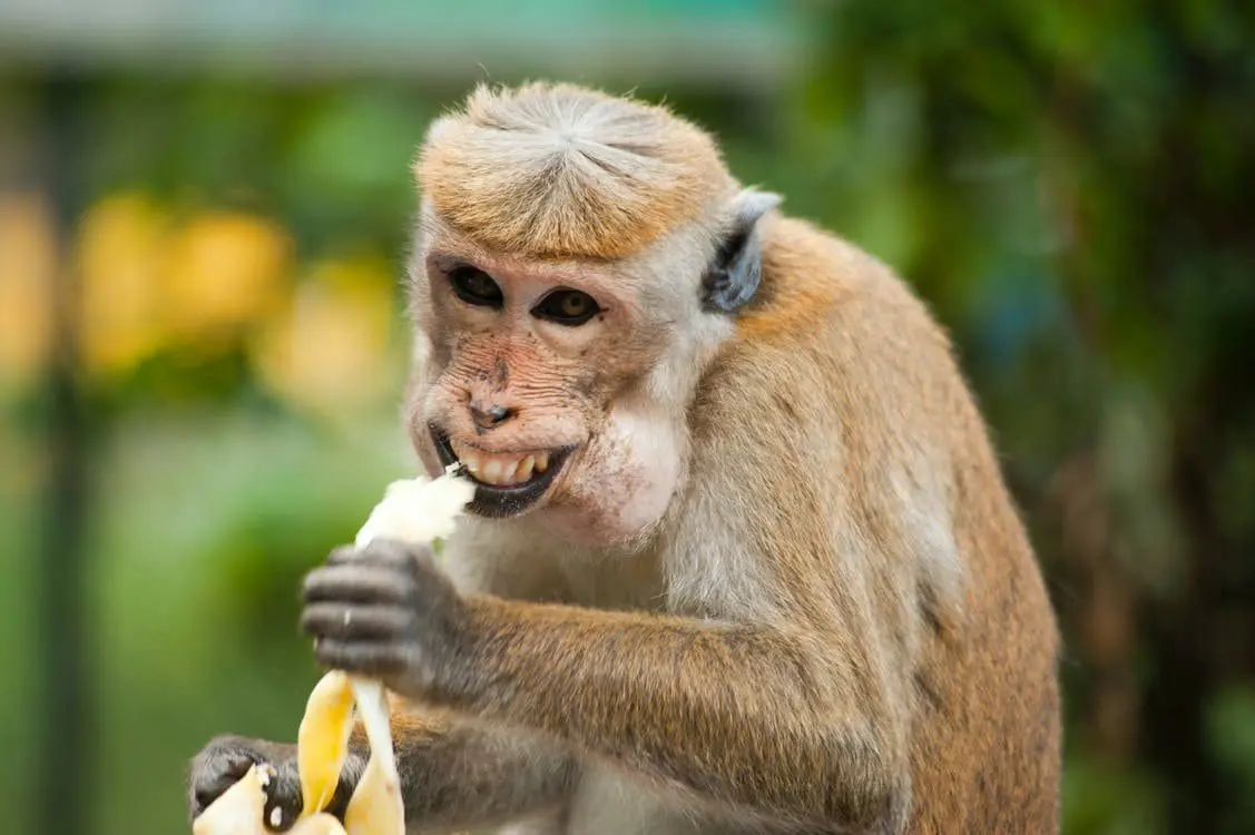 Monkey Steals Handbag Containing RM6,381 From Thai Woman & Hurls It Off A Cliff