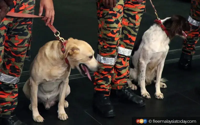 K9 dogs Denti and Frankie to join Turkey earthquake SAR mission