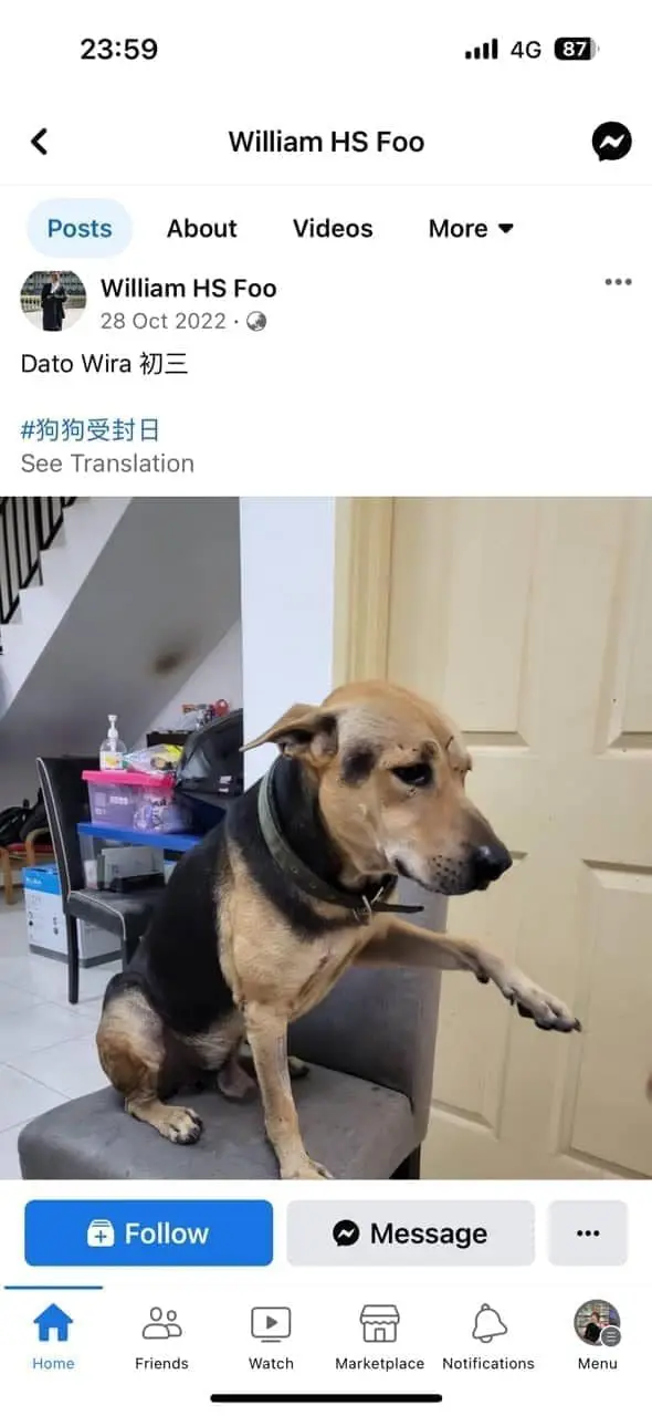 Lawyer allegedly names dogs as 'Datuk Wira' & 'Datuk Seri'