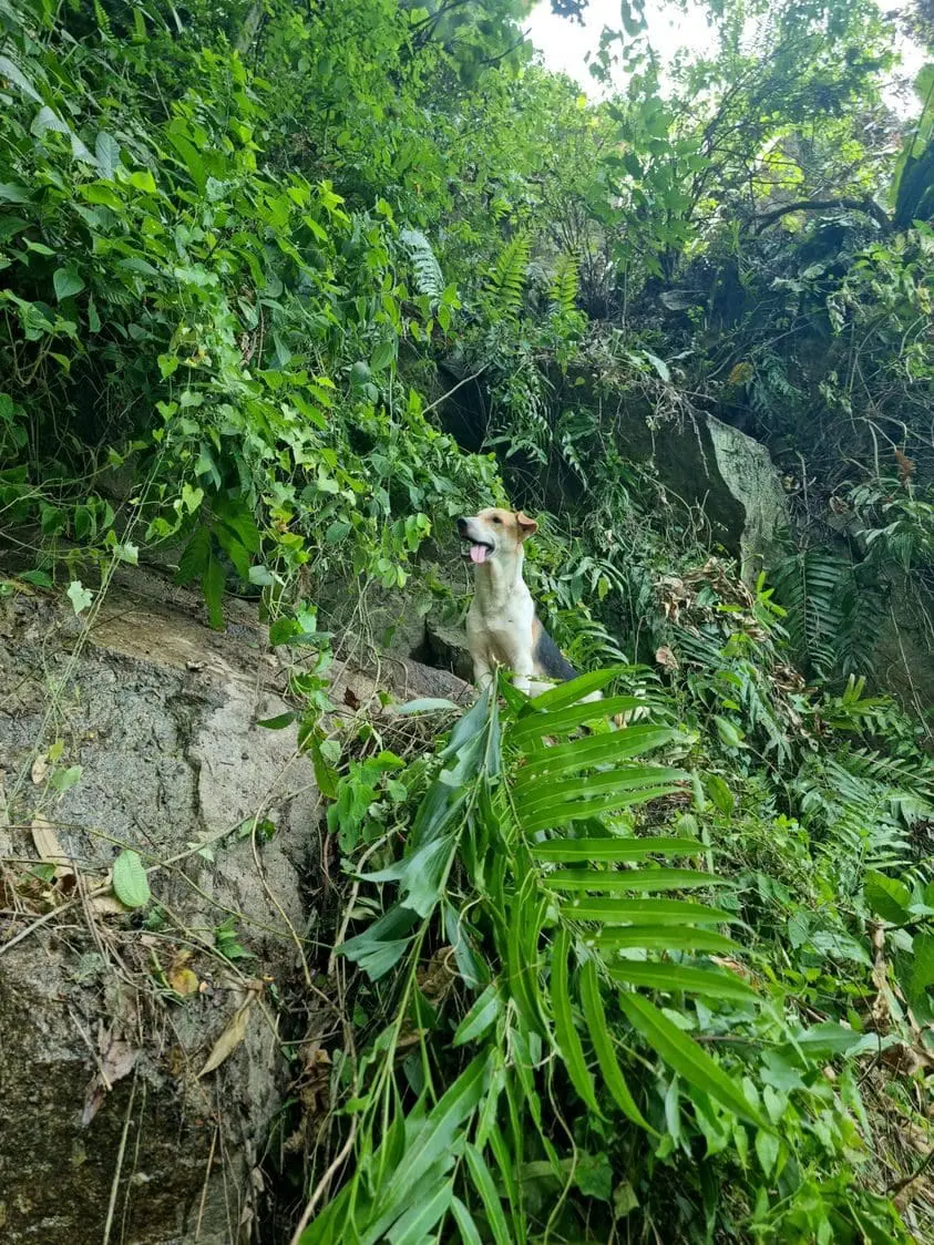 Group Of M'sian Animal Lovers Rescue Stray Dog From Cliff At Damansara Perdana