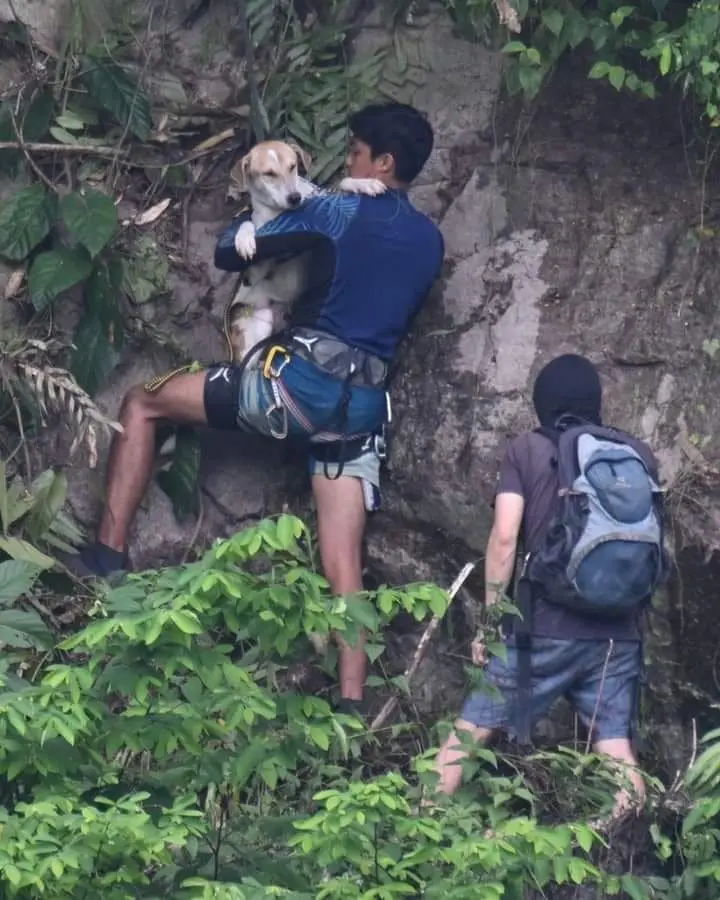 Group Of M'sian Animal Lovers Rescue Stray Dog From Cliff At Damansara Perdana
