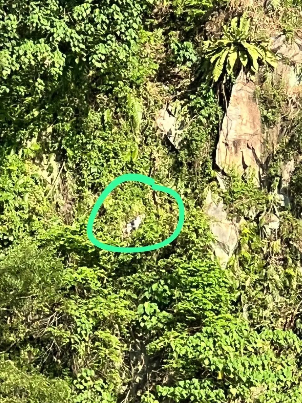 Group Of M'sian Animal Lovers Rescue Stray Dog From Cliff At Damansara Perdana