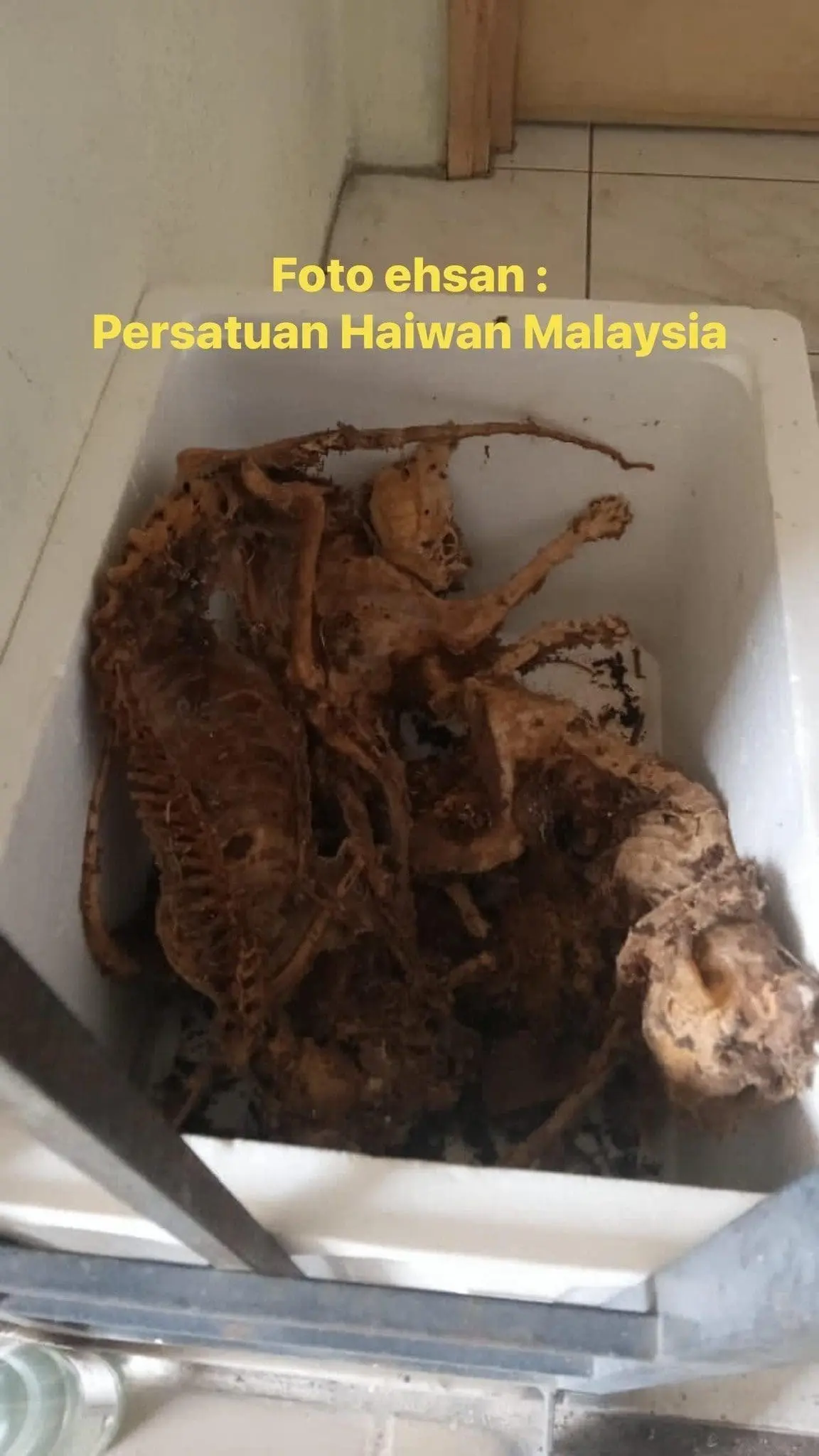 M'sian Owner Discovers Cat Carcasses And Organs At Cheras Condo, 31yo Tenant Arrested