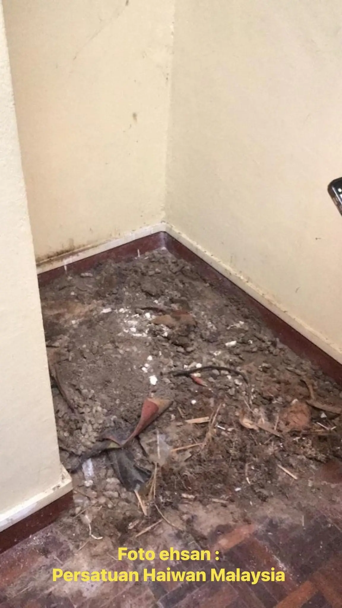 M'sian Owner Discovers Cat Carcasses And Organs At Cheras Condo, 31yo Tenant Arrested