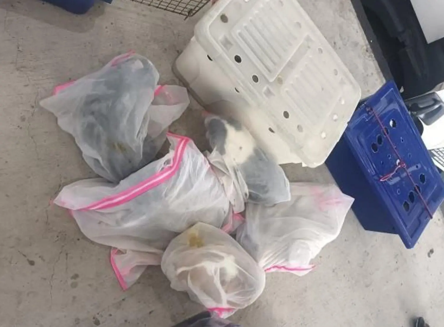 M'sian Lorry Driver Smuggles 26 Puppies And A Cat Into S'pore, Get Jailed For A Year