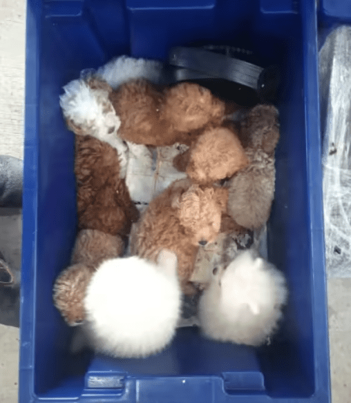 M'sian Lorry Driver Smuggles 26 Puppies And A Cat Into S'pore, Get Jailed For A Year