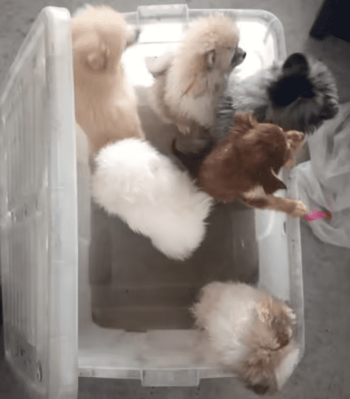 M'sian Lorry Driver Smuggles 26 Puppies And A Cat Into S'pore, Get Jailed For A Year