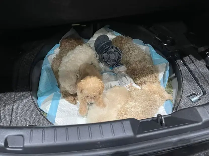 M'sian Lorry Driver Smuggles 26 Puppies And A Cat Into S'pore, Get Jailed For A Year