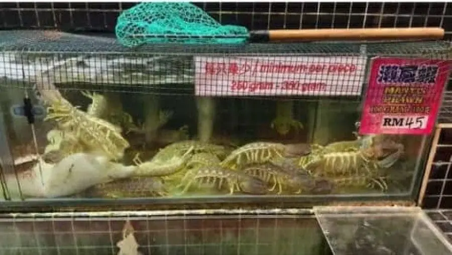 M'sian Shocked Over Being Charged RM337 For 3 Mantis Prawns, Restaurant Owner Says Price Was Clearly Stated