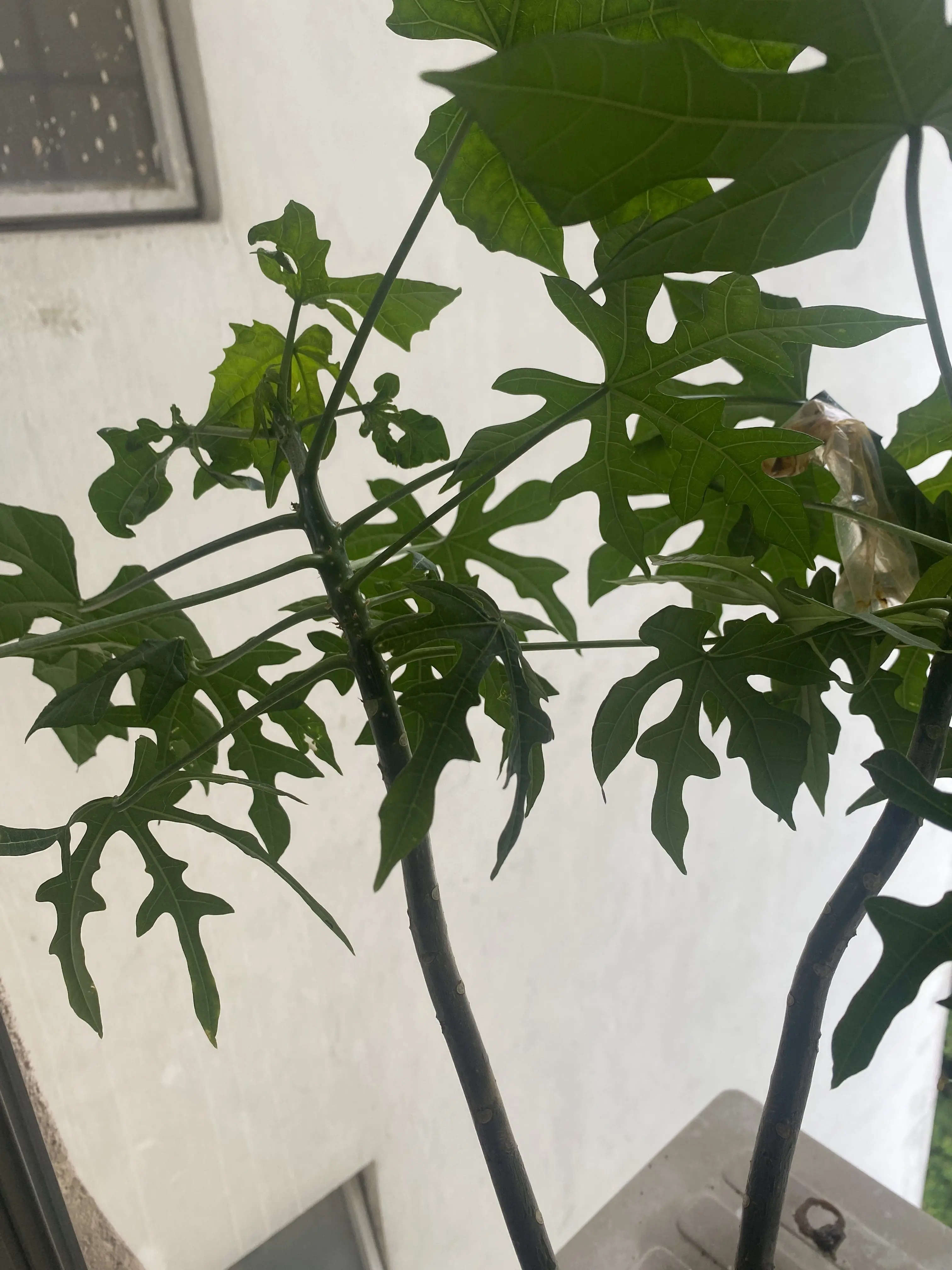 M'sian Woman Horrified To Find Used Condom Being Thrown Onto Her Tree At Condo