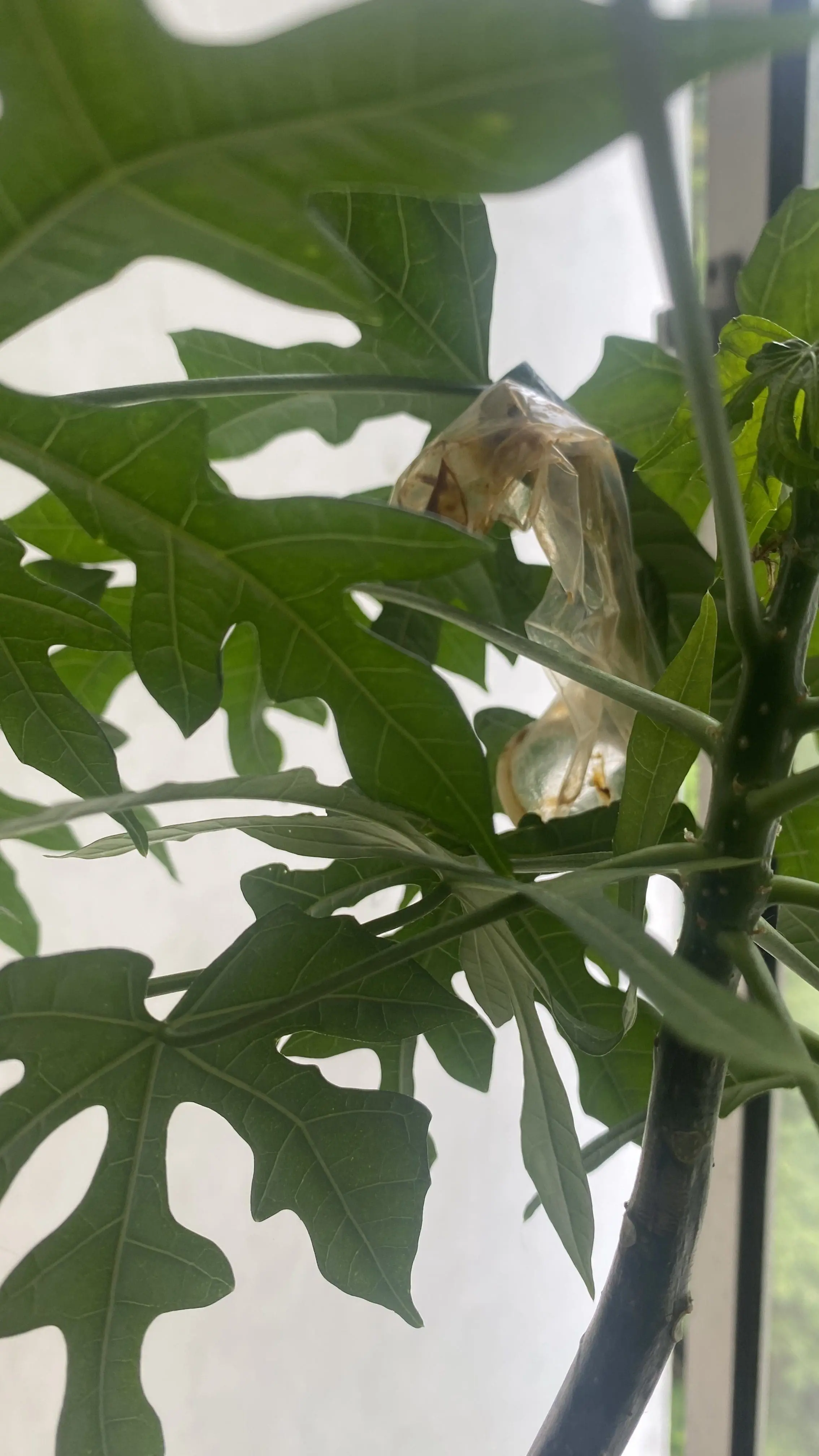 M'sian Woman Horrified To Find Used Condom Being Thrown Onto Her Tree At PJ Condo