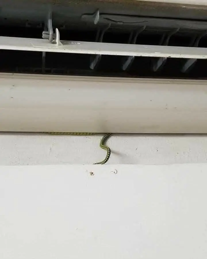 Snake Found Hiding Inside Air Conditioner At Johor Home To Escape The Heat