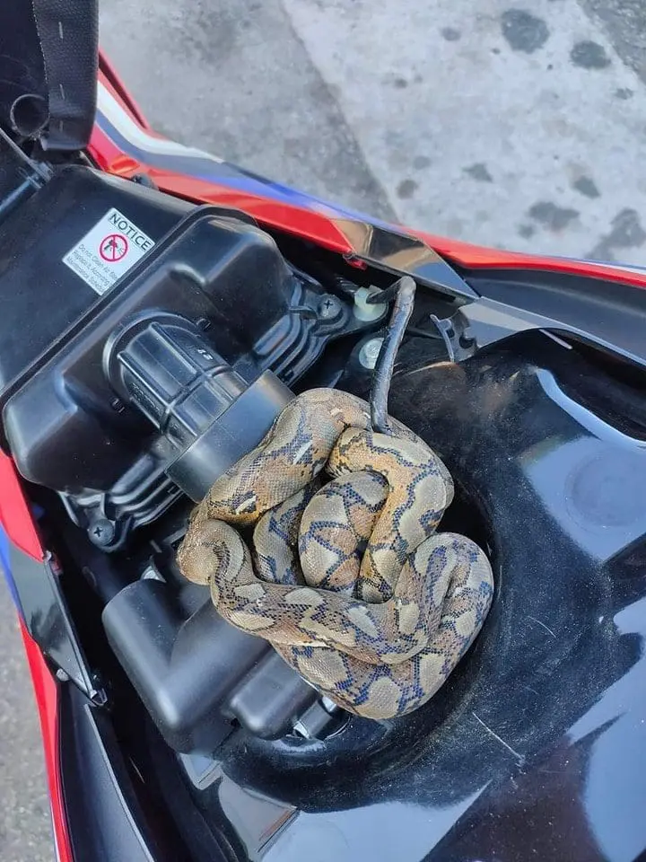 M'sian Man Shocked To Find Python Coiled Up Underneath Motorcycle Seat While Refueling
