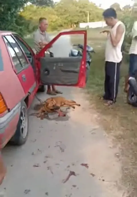 "He Loves Dogs" — Son Of Heng Kee Roasted Pork Owner Defends Dad Who Allegedly Dragged Dog Behind Vehicle