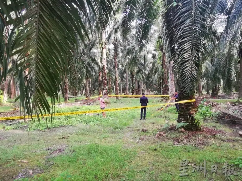 38yo M'sian Man Allegedly Killed After He Scolded Thief For Stealing From Palm Oil Plantation