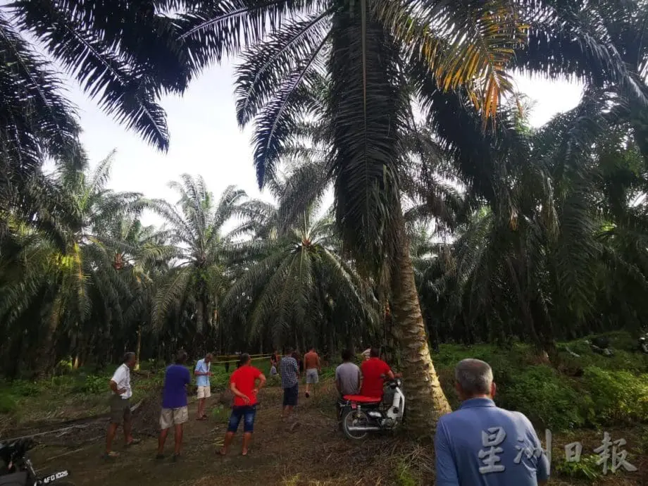 38yo M'sian Man Allegedly Killed After He Scolded Thief For Stealing From Palm Oil Plantation