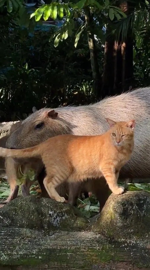 Oyen Which Frequently Hung Out With Capybaras At Zoo Negara Gets Its Very Own Sign