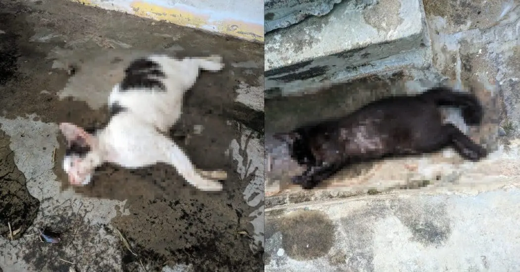 2 cats were dead in UUM