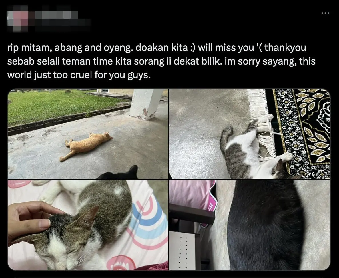 Comment - UUM Student Shocked To Find 10 Stray Cats Dead From Poisoning At Hostel comment 2